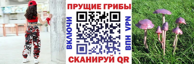 ОМГ ОМГ   Нурлат  Галлюциногенные грибы Psilocybe 